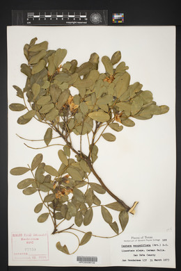 Dermatophyllum secundiflorum image