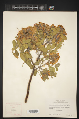 Dermatophyllum secundiflorum image