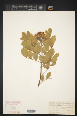 Dermatophyllum secundiflorum image