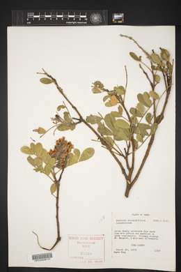 Dermatophyllum secundiflorum image