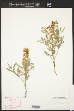 Sophora nuttalliana image