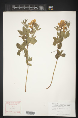 Thermopsis montana image