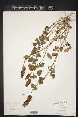 Trifolium incarnatum image