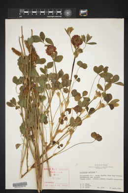 Trifolium reflexum image