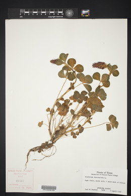 Trifolium incarnatum image