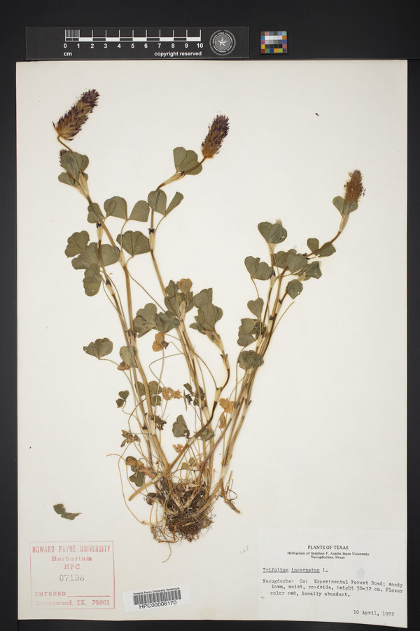 Trifolium incarnatum image