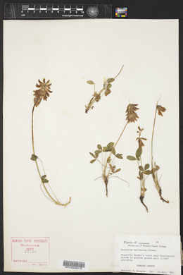 Trifolium kingii subsp. macilentum image