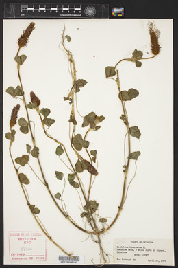 Trifolium incarnatum image