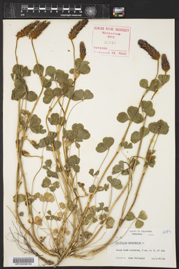 Trifolium incarnatum image