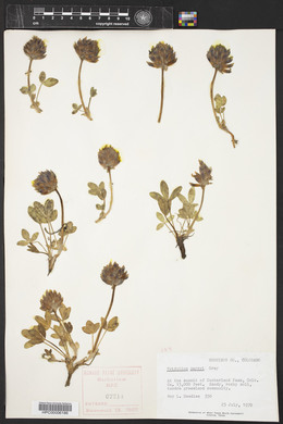 Trifolium parryi image