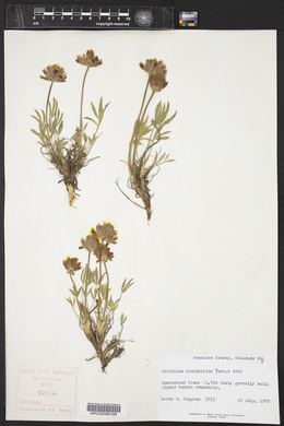 Trifolium dasyphyllum image