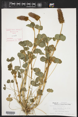 Trifolium incarnatum image