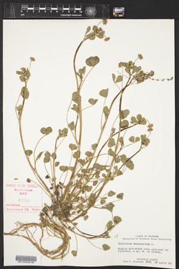 Trifolium resupinatum image