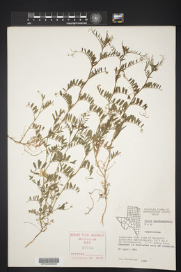 Vicia leavenworthii image