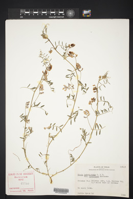 Vicia ludoviciana image