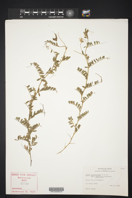 Vicia ludoviciana image