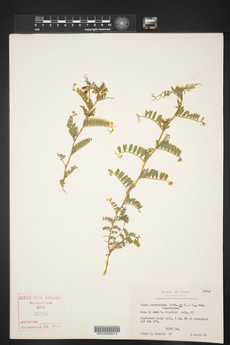 Vicia ludoviciana image