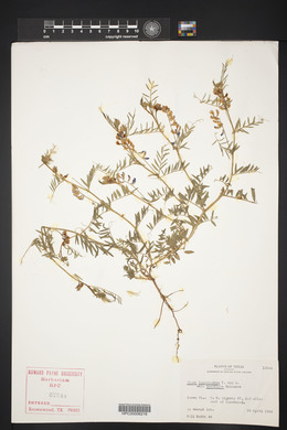 Vicia ludoviciana image