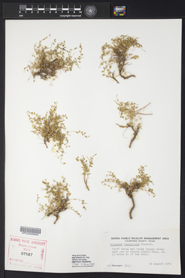 Polygala rimulicola image