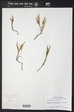 Polygala scoparioides image