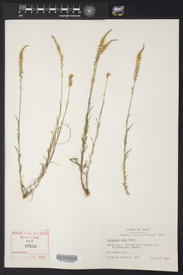 Polygala alba image