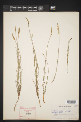 Polygala alba image