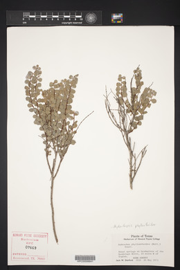 Andrachne phyllanthoides image