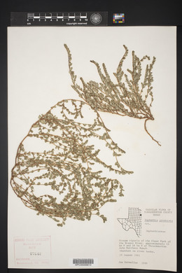 Euphorbia prostrata image