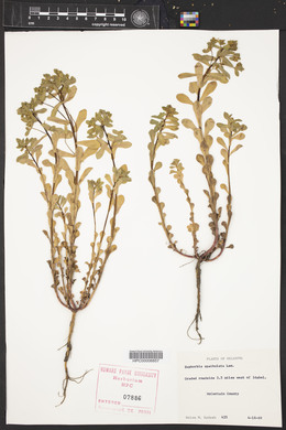 Euphorbia spathulata image