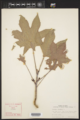 Ricinus communis image