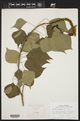 Sapium sebiferum image