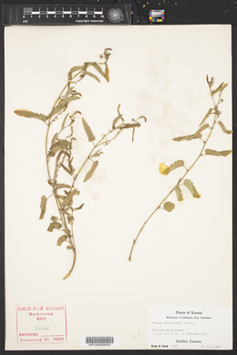 Tragia urticifolia image