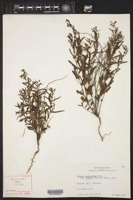 Tragia nepetifolia image