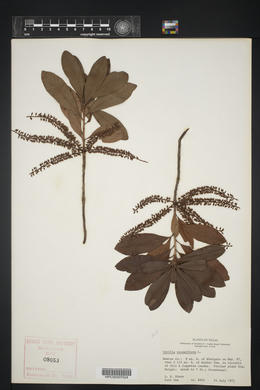 Cyrilla racemiflora image