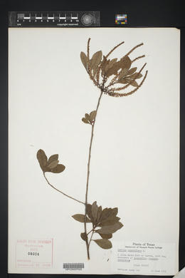 Cyrilla racemiflora image