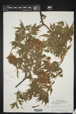 Aesculus discolor image