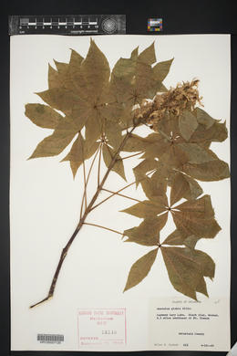 Aesculus glabra image