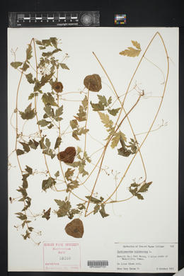 Cardiospermum halicacabum image