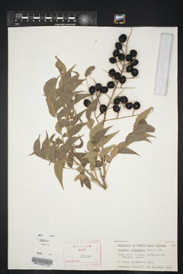 Sapindus saponaria image