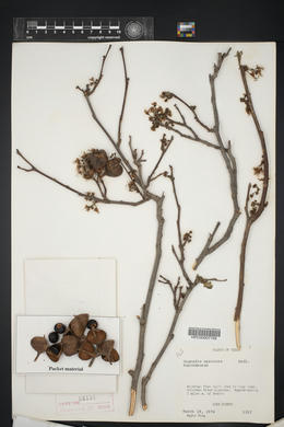 Ungnadia speciosa image