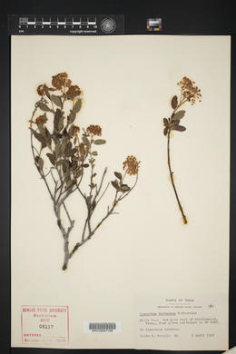 Ceanothus herbaceus image