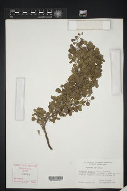 Condalia hookeri image