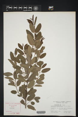 Karwinskia humboldtiana image