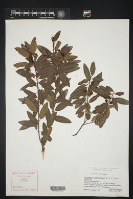 Karwinskia humboldtiana image