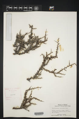 Condalia ericoides image
