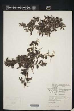 Sarcomphalus obtusifolius image