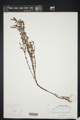 Hypericum drummondii image