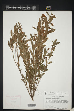 Hypericum prolificum image