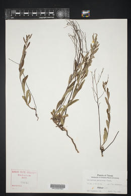 Helianthemum georgianum image