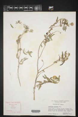 Cevallia sinuata image